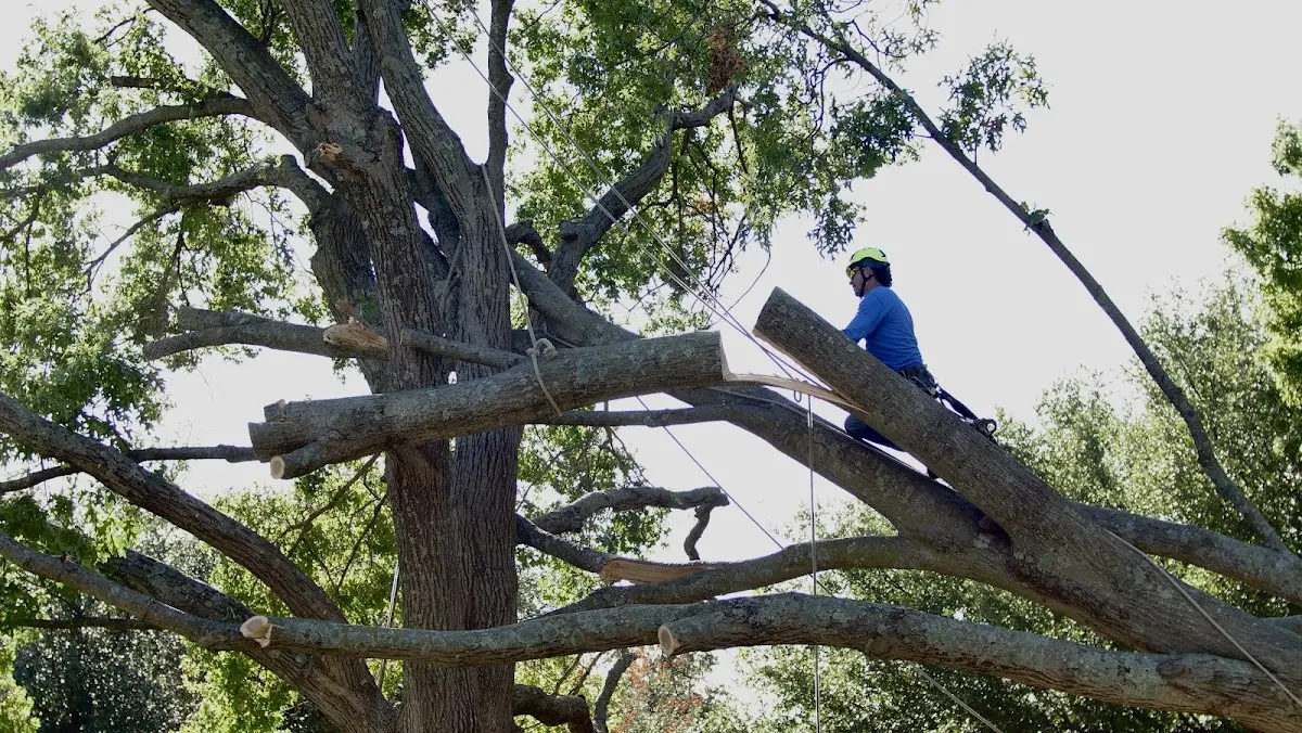 Professional Crown Thinning performed by certified arborists in Sherrill